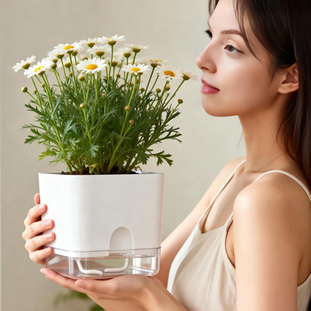 Automatic Watering Flower Pots - đánh giá và giá Aloe Vera Pot