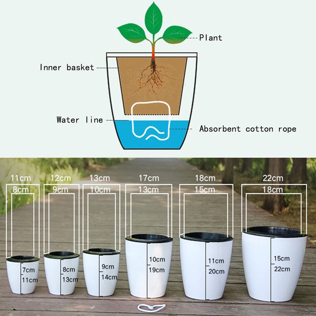 Cây Tự Động Tưới Hoa Cây Nồi G - đánh giá và giá Aloe Vera Pot